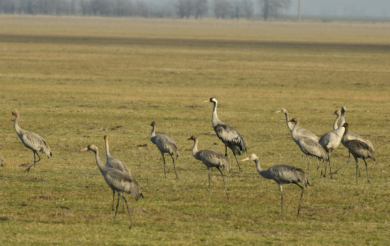 "Асканію-Нову" знищують окупанти. Чим унікальний заповідник і що з ним зараз